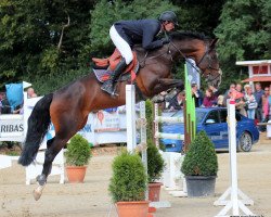 jumper Cayetana (Oldenburg, 2000, from Sandro Song)