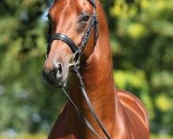 stallion Blue Hors Edelmann (KWPN (Royal Dutch Sporthorse), 2009, from Vivaldi)