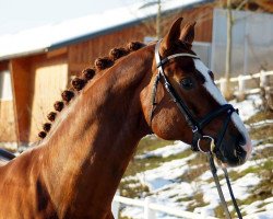 dressage horse Auheim's Rhaposario (Oldenburg, 2003, from Rosario 37)