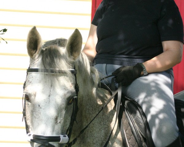 horse Dunbar 3 (German Warmblood, 1994, from Diabolo)