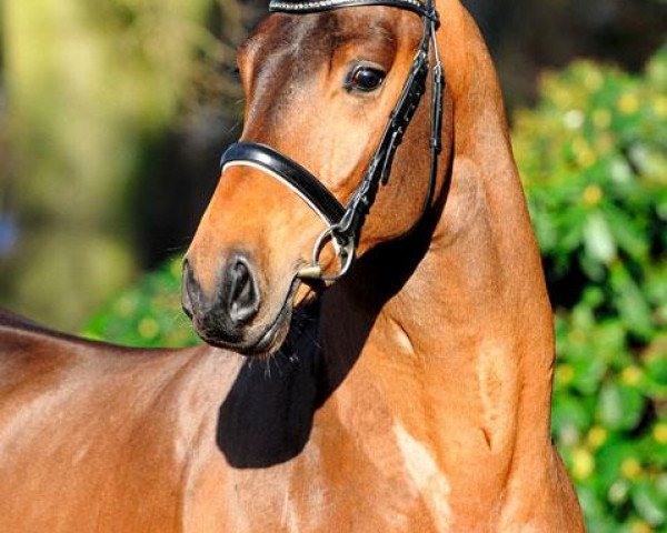 stallion Dioptas (Oldenburg, 2009, from Dimaggio)