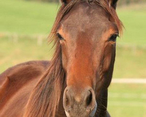 Dressurpferd Fleury (Hannoveraner, 2010, von For Compliment)