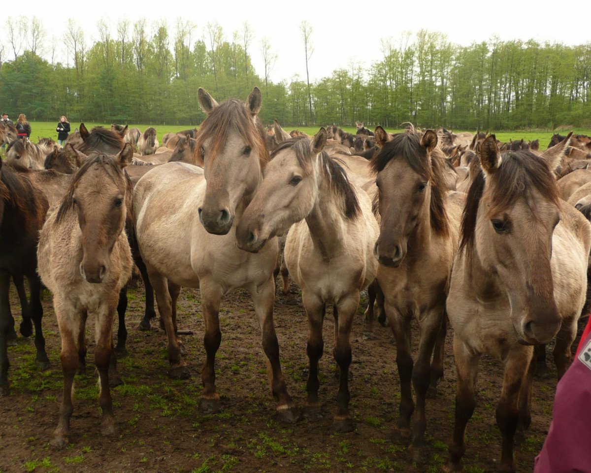 broodmare Wildbahnstute (Duelmener,  , from Wildbahnhengst)