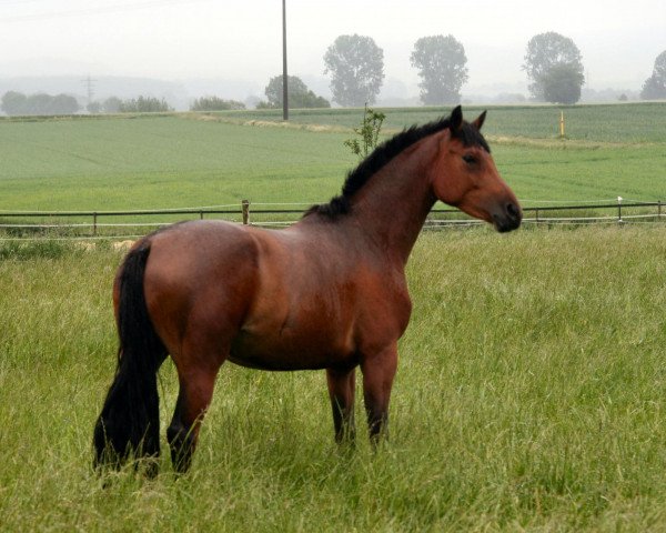 dressage horse Friday Morning (Hanoverian, 2009, from For Compliment)