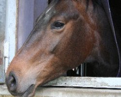 jumper Ginger (Hanoverian, 2002, from Graf Top)