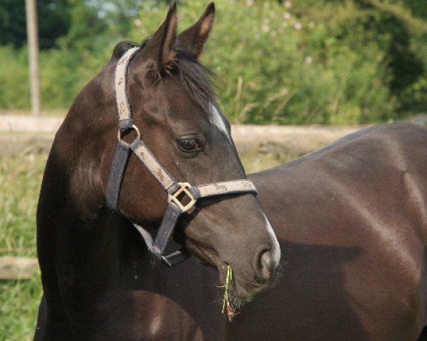 Pferd Tamino 278 (Trakehner, 2008, von Adamello)