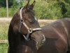 Pferd Tamino 278 (Trakehner, 2008, von Adamello)