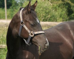 horse Tamino 278 (Trakehner, 2008, from Adamello)