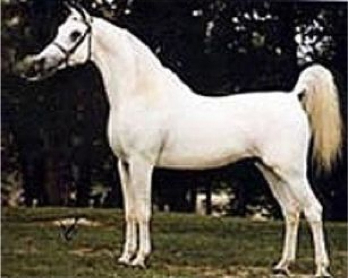 stallion Ansata Shah Zaman 1968 ox (Arabian purebred, 1968, from Morafic 1956 EAO)