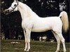 stallion Ansata Shah Zaman 1968 ox (Arabian thoroughbred, 1968, from Morafic 1956 EAO)