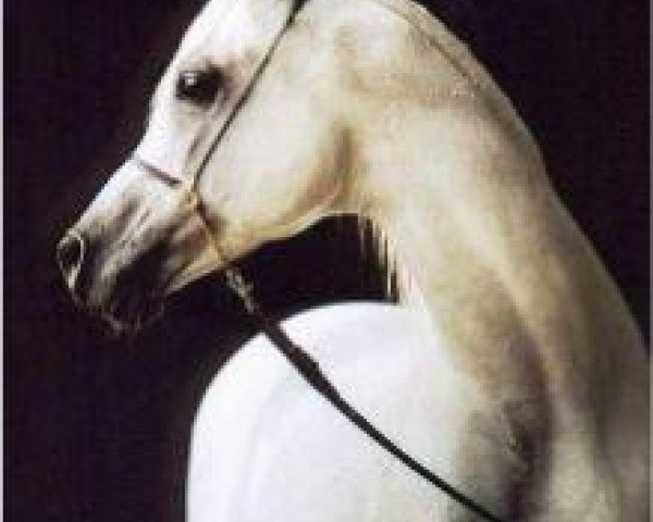 stallion Maysoun 1985 ox (Arabian thoroughbred, 1985, from Ansata Halim Shah ox)