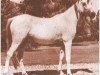 broodmare Maysouna 1948 RAS (Arabian thoroughbred, 1948, from Kheir 1924 RAS)
