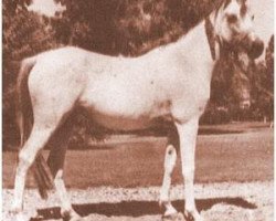 broodmare Maysouna 1948 RAS (Arabian thoroughbred, 1948, from Kheir 1924 RAS)