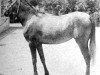 broodmare Naama 1961 ox (Arabian thoroughbred, 1961, from Anter 1946 EAO)