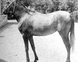 broodmare Naama 1961 ox (Arabian thoroughbred, 1961, from Anter 1946 EAO)