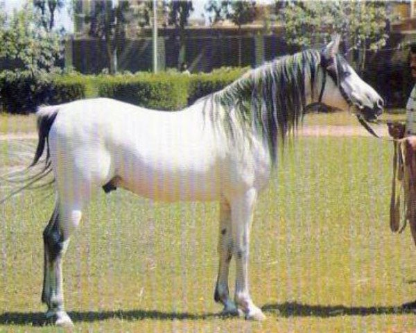 stallion Shaarawi 1961 EAO (Arabian thoroughbred, 1961, from Morafic 1956 EAO)
