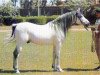 stallion Shaarawi 1961 EAO (Arabian thoroughbred, 1961, from Morafic 1956 EAO)