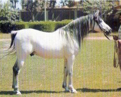 stallion Shaarawi 1961 EAO (Arabian thoroughbred, 1961, from Morafic 1956 EAO)