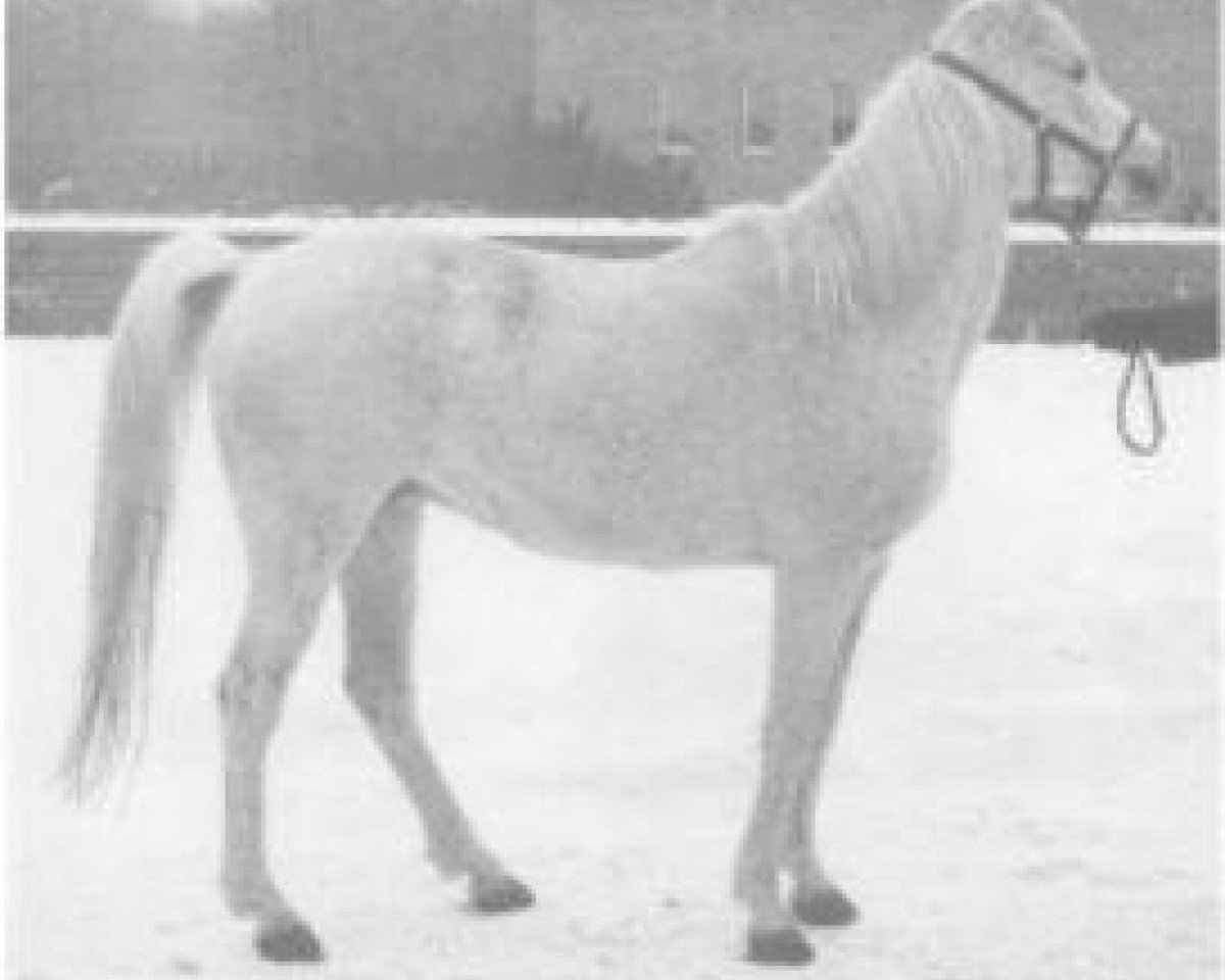 broodmare Moheba II 1960 ox (Arabian purebred, 1960, from Ghazal 1953 EAO)