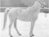 broodmare Moheba II 1960 ox (Arabian thoroughbred, 1960, from Ghazal 1953 EAO)