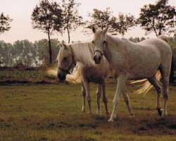 broodmare Molesta 1968 EAO (Arabian thoroughbred, 1968, from Hadban Enzahi 1952 EAO)