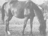 broodmare Moheba 1951 RAS (Arabian thoroughbred, 1951, from Sid Abouhom 1936 RAS)