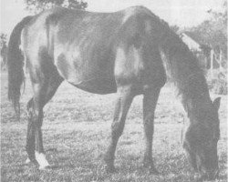 broodmare Moheba 1951 RAS (Arabian thoroughbred, 1951, from Sid Abouhom 1936 RAS)