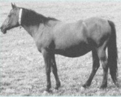 broodmare Malacha 1955 EAO (Arabian thoroughbred, 1955, from El Sareei 1942 RAS)