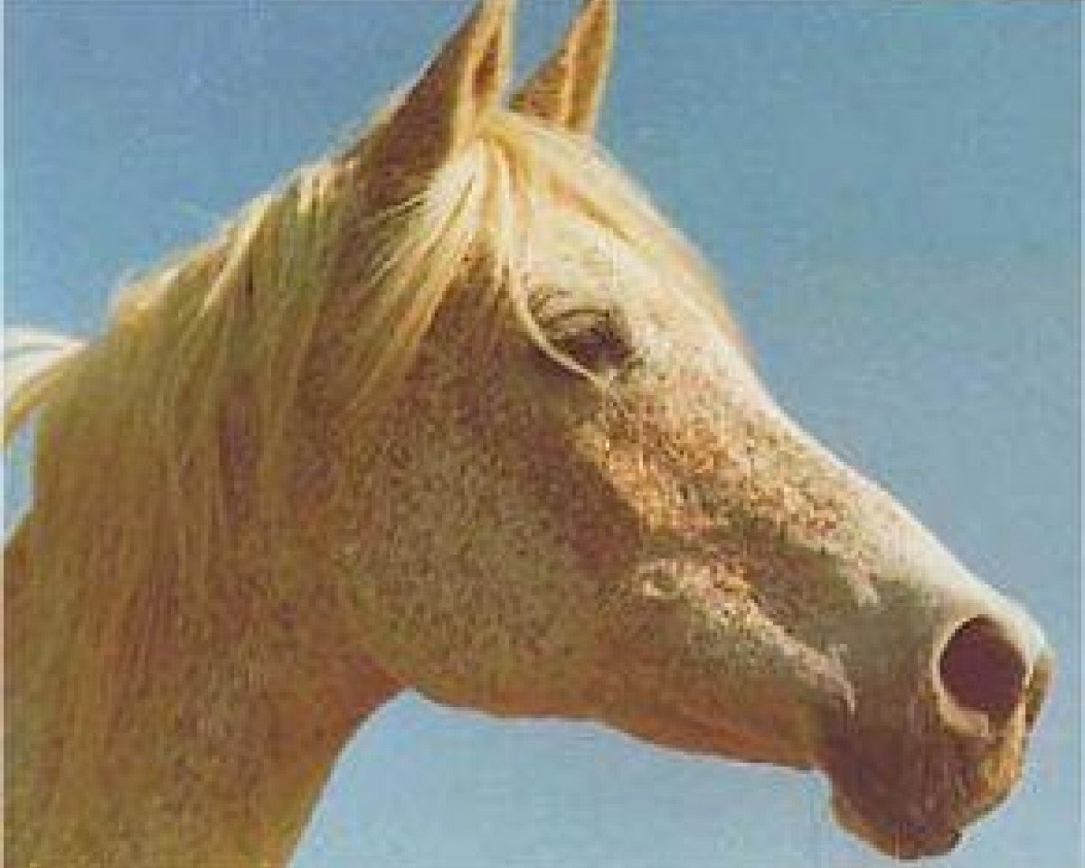 broodmare Malikah 1962 ox (Arabian purebred, 1962, from Ghazal 1953 EAO)
