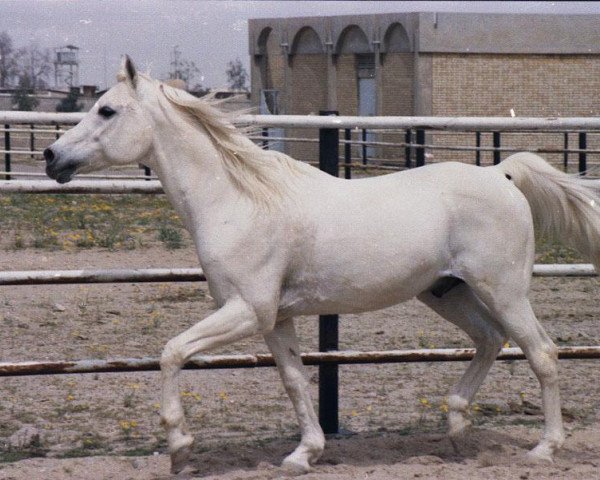 stallion Ibrahim 1973 ox (Arabian thoroughbred, 1973, from Mahomed 1968 ox)