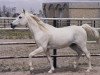 stallion Ibrahim 1973 ox (Arabian thoroughbred, 1973, from Mahomed 1968 ox)