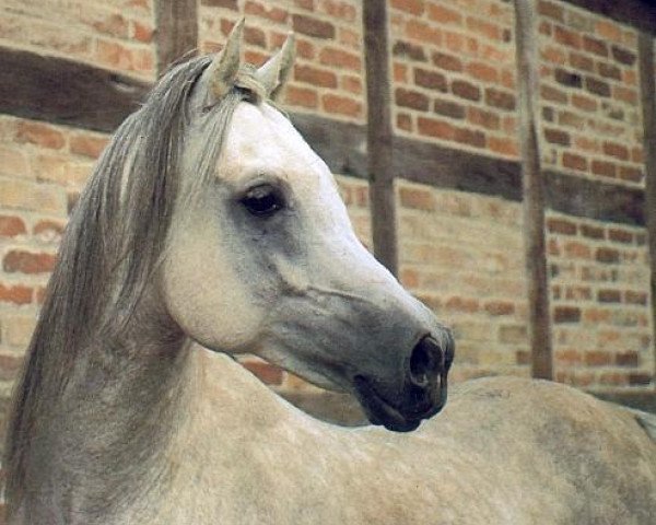 stallion Machmut 1979 EAO (Arabian thoroughbred, 1979, from Ibrahim 1973 ox)