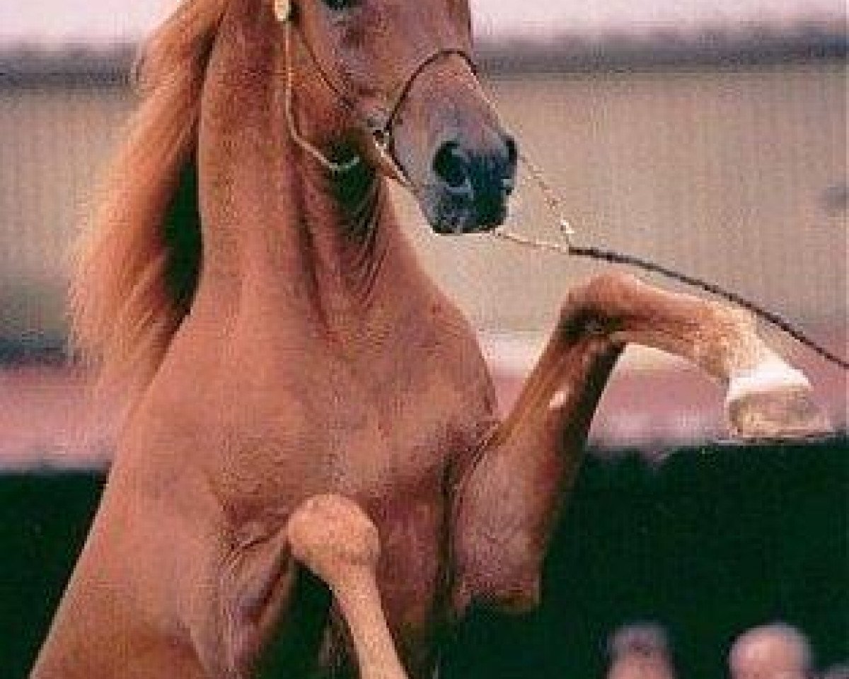 stallion Manial II 1985 ox (Arabian purebred, 1985, from Machmut 1979 EAO)