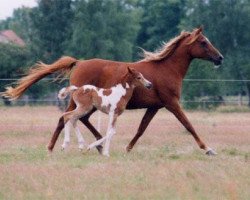 horse Ghazalia 1995 ox (Arabian thoroughbred, 1995, from Manial II 1985 ox)