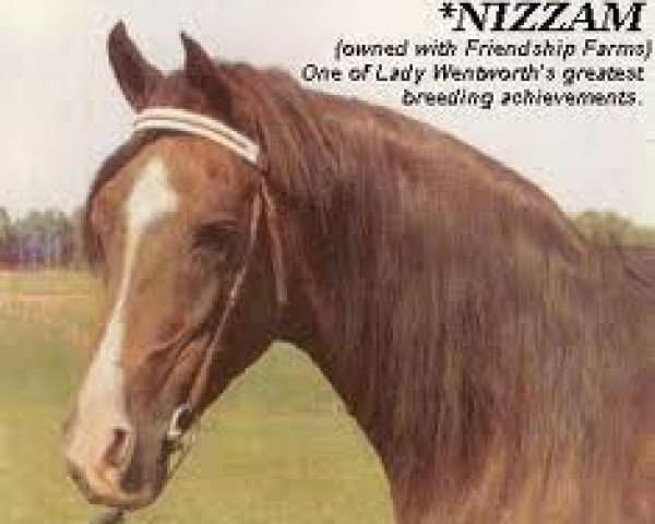 stallion Nizzam 1943 ox (Arabian thoroughbred, 1943, from Rissam 1928 ox)