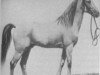 stallion Djerid 1871 DB (Arabian thoroughbred, 1871)