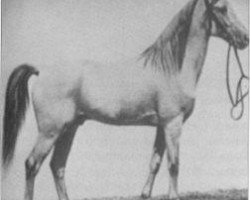 stallion Djerid 1871 DB (Arabian purebred, 1871)