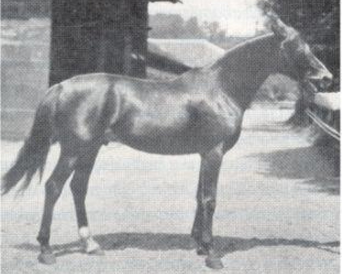 Deckhengst Kemir Sven Hedin 1905 ox (Vollblutaraber, 1905, von Souakim 1894 ox)