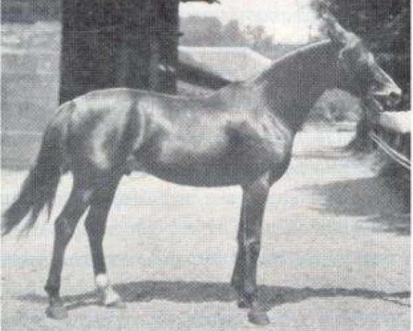 stallion Kemir Sven Hedin 1905 ox (Arabian thoroughbred, 1905, from Souakim 1894 ox)