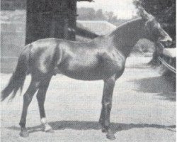 stallion Kemir Sven Hedin 1905 ox (Arabian thoroughbred, 1905, from Souakim 1894 ox)