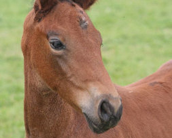 dressage horse Scarlett (Hanoverian, 2012, from Scolari)
