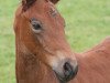 dressage horse Scarlett (Hanoverian, 2012, from Scolari)