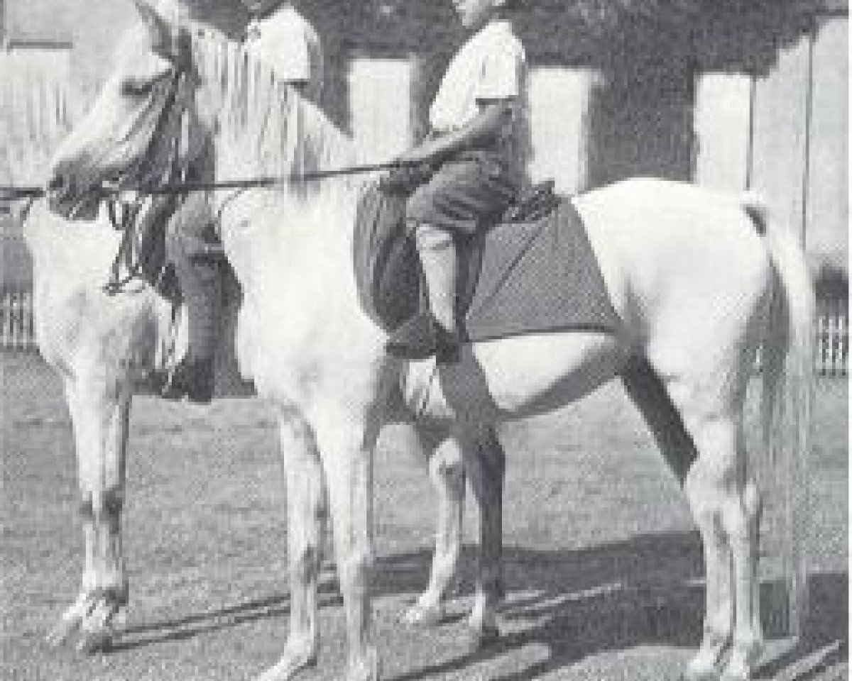 Zuchtstute Saskia 1919 ox (Vollblutaraber, 1919, von Dynamit ox)