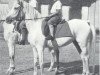 broodmare Saskia 1919 ox (Arabian thoroughbred, 1919, from Dynamit ox)