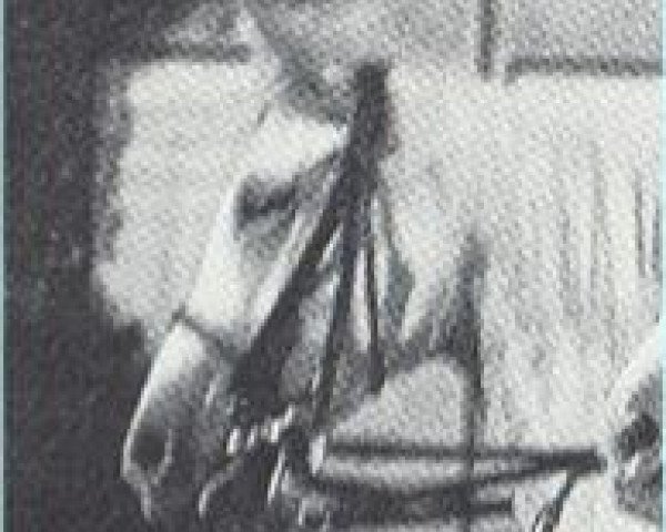 Deckhengst Soliman 1917 ox (Vollblutaraber, 1917, von Dardziling 1903 ox)