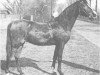 broodmare Sarolta 1934 ox (Arabian thoroughbred, 1934, from Soliman 1917 ox)