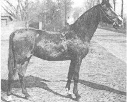 broodmare Sarolta 1934 ox (Arabian thoroughbred, 1934, from Soliman 1917 ox)