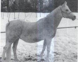 broodmare Sachara ox (Arabian thoroughbred, 1960, from Ghazal 1953 EAO)