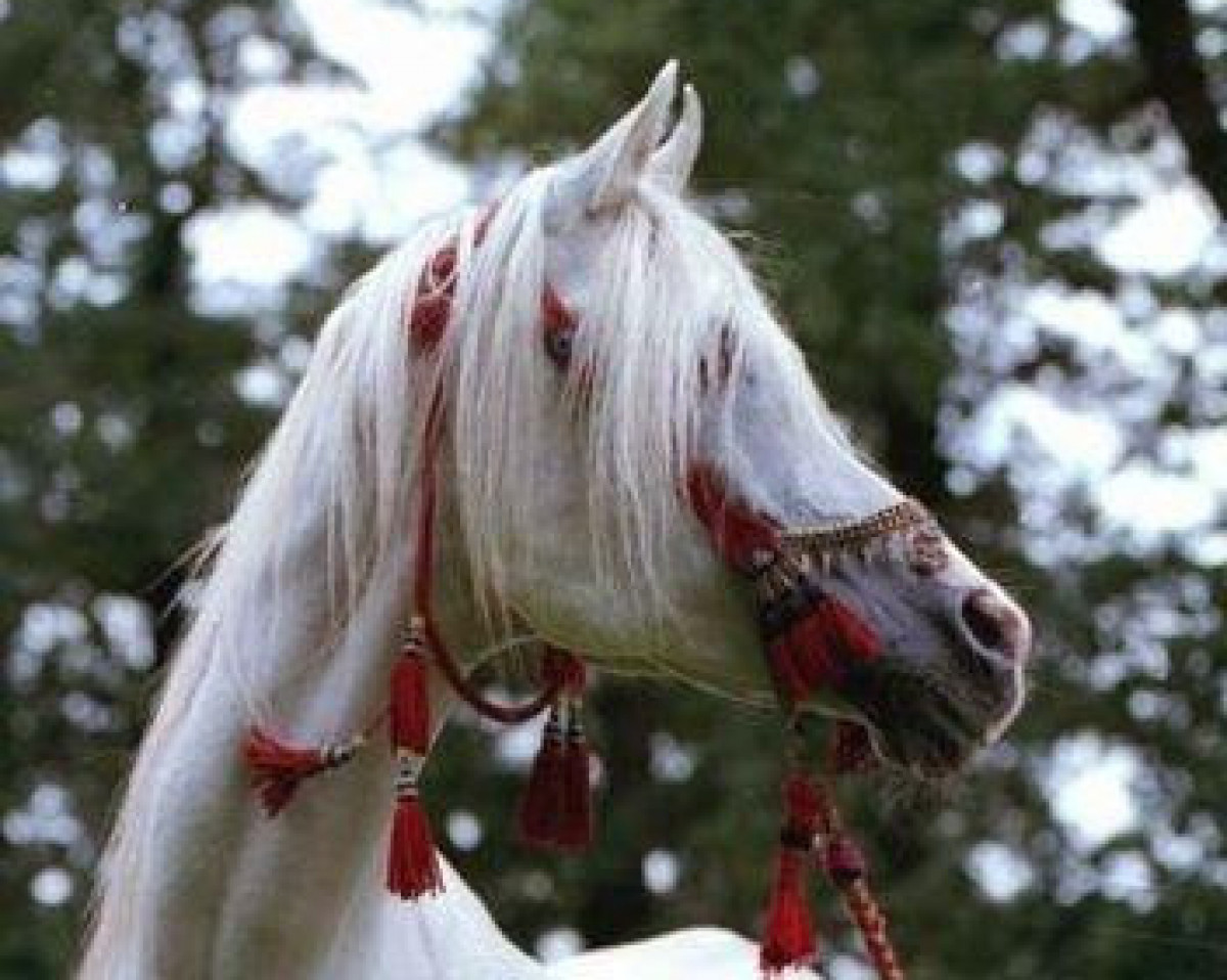 stallion Nazir ox (Arabian purebred, 1964, from Nizar 1953 ox)