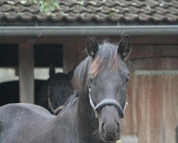 dressage horse Tannhäuser (Trakehner, 2007, from Donaufels)